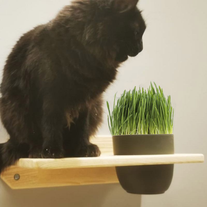 Boîte de plantation d'herbe à chat pour chat, plateaux de pépinière, kit d'intérieur  sans sol, pot hydroponique pour chaton, fenêtre de germination - AliExpress