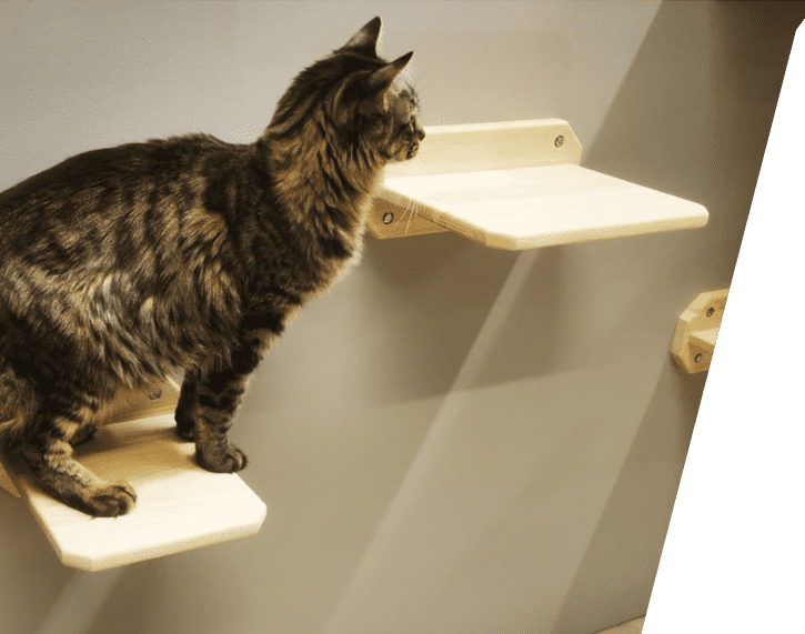 Plateformes Et Modules Parcours Ponts Arbres Et Cabanes Pour Chats